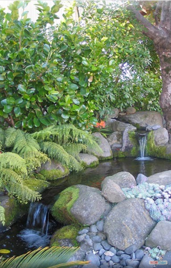 Hawkes Bay garden