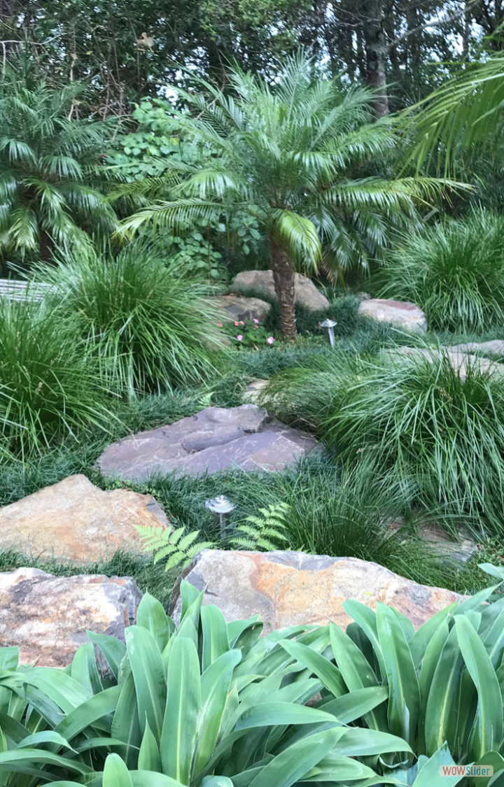 Stone steps, Lomandra & Phoenix roebelinii.